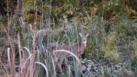 A deer peeks out from the brush at the John Heinz National Wildlife Refuge in Tinicum.