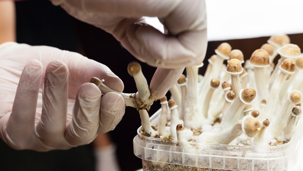 Kennett Square, the unofficial Mushroom Capital of the World, continues to dominate mushroom production in the nation.