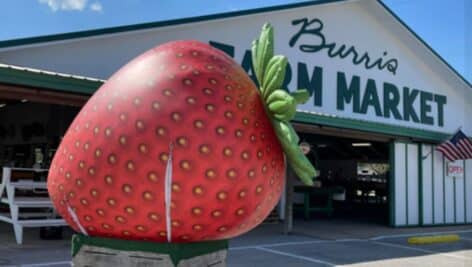 The Burris Farm Market with its signature giant inflatable strawberry outside the store.