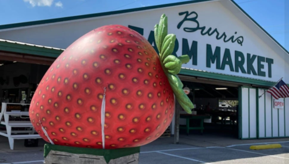 The Burris Farm Market with its signature giant inflatable strawberry outside the store.