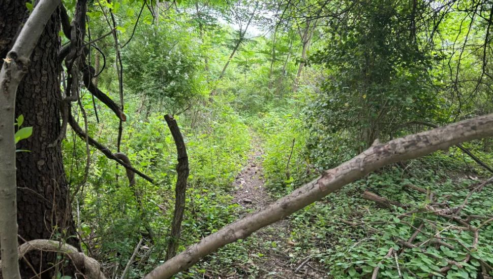 A path through some woods at Delco Woods in Marple.