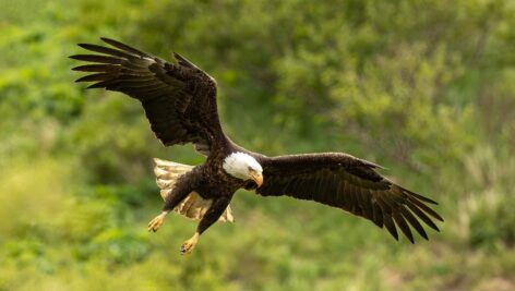 Bald eagles were once in danger of being extinct, but decades of protection have helped them flourish.