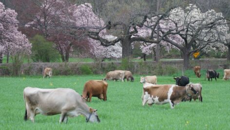 Cows grazing in a grass-filled pasture.