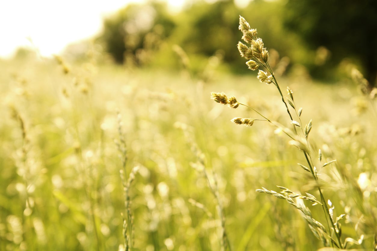 A field of wild grass in an open meadow.