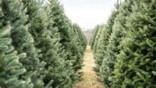 Rows of Christmas trees at a farm.