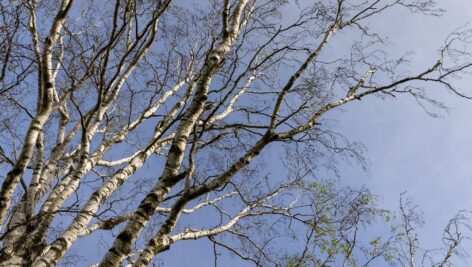 A tree barren of leaves. Local trees are in danger from drought conditions