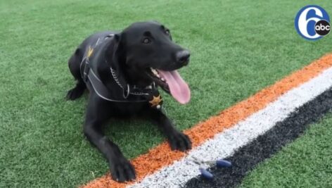 Zeke, a black Labrador Retriever, has joined the Bucks County Sheriff's Office.