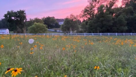 A field of wildflowers.