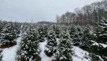 Rows of Christmas trees at a tree farm.