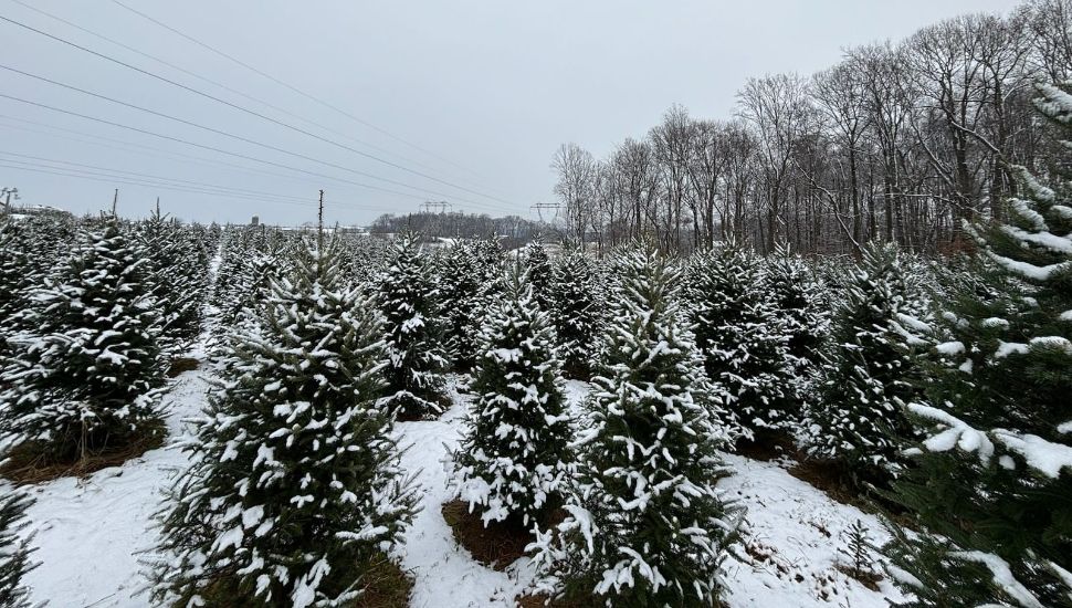 Rows of Christmas trees at a tree farm.