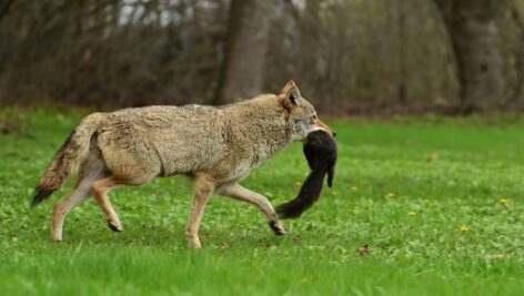 A coyote in motion with an animal in its mouth.