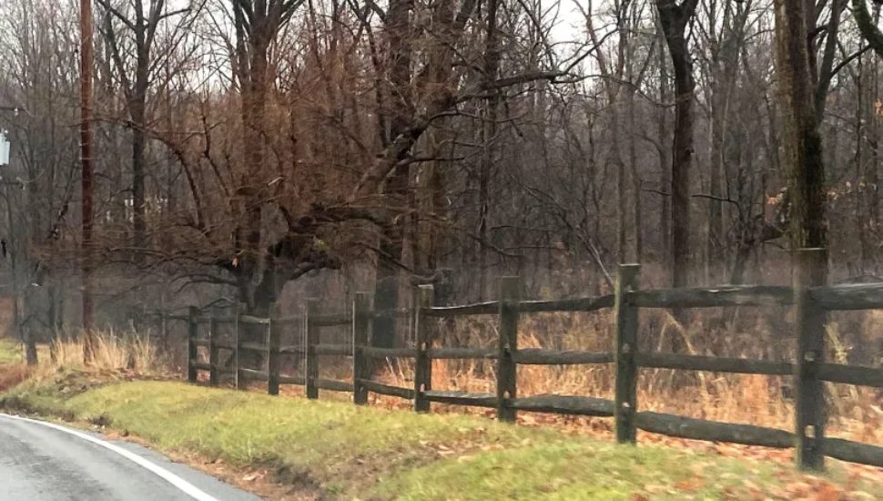 Trees along St. David's Road at the Aronimink Golf Club in Newtown Square.