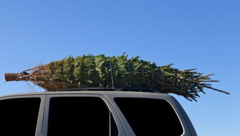 A tied up Christmas tree on top of the car roof.