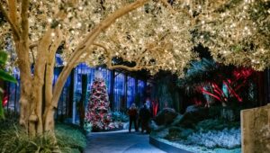 Holiday trees lit up inside the Longwood Gardens Conservatory.