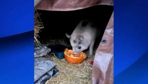 Buddy the Pig captured in Bucks County after a month-long chase.