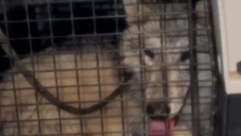 Wolf Dog hybrid that was captured by Goodboy Dog Recovery.