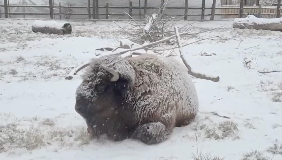 An animal at the Elmwood Park Zoo outside in the snow.