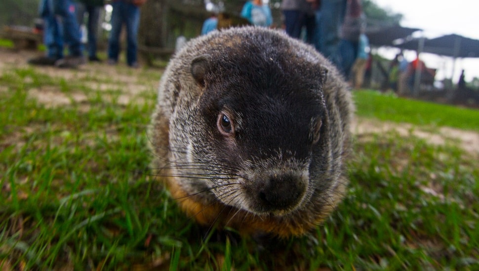 Plan an Unforgettable Groundhog Day Getaway to Punxsutawney