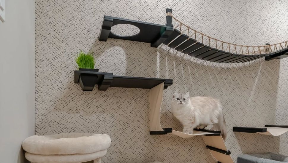 Cats enjoy special furniture inside a home.