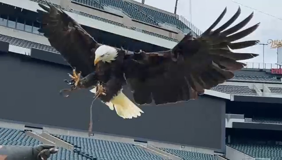 Meet Lincoln, the Bald Eagle Who Has Become a Staple at Philadelphia Eagles Home Games