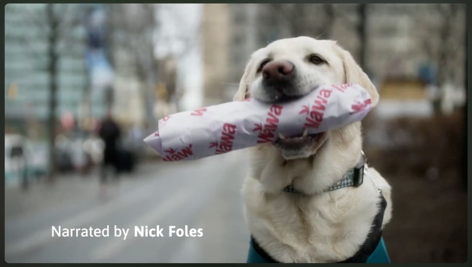 Dog holding wawa hoagie.