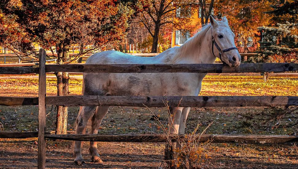 A horse behind a fence at an equine farm near Bensalem.