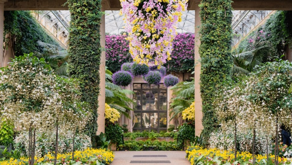 An inside look at the blossoming Longwood Gardens Conservatory.