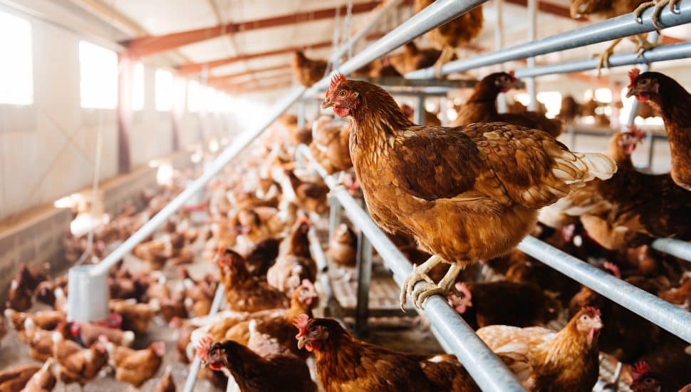 A room full of chickens at an egg farm.