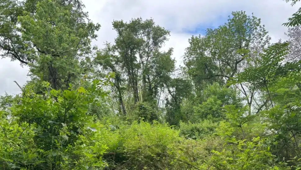 A cluster of trees inside the future Delco Woods county park.