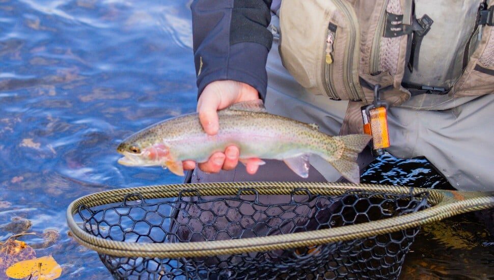 A trout in a net is about to be tossed into the river.