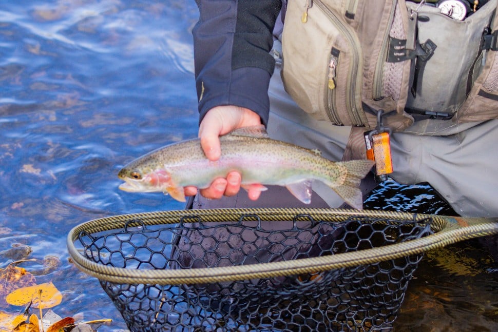 A trout in a net is about to be tossed into the river.