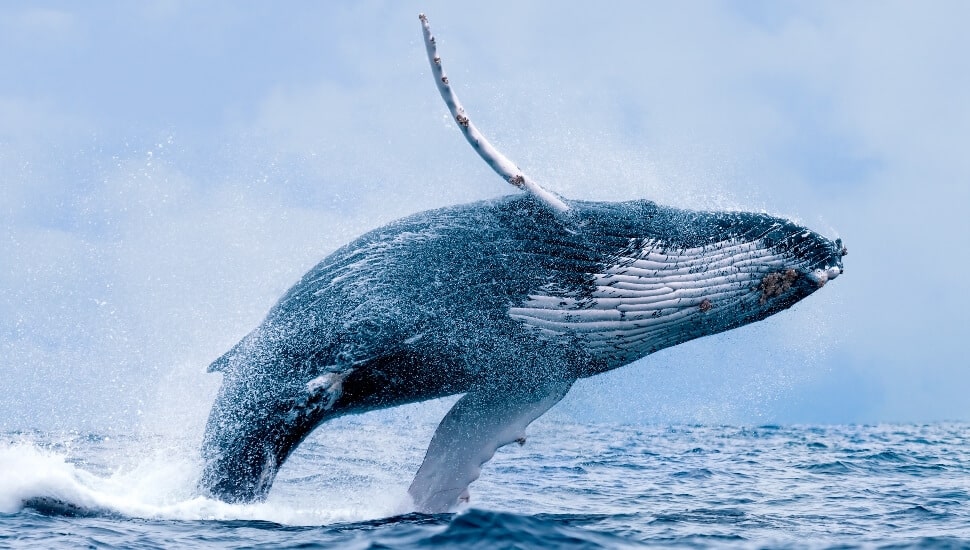 A whale breaks the ocean surface.