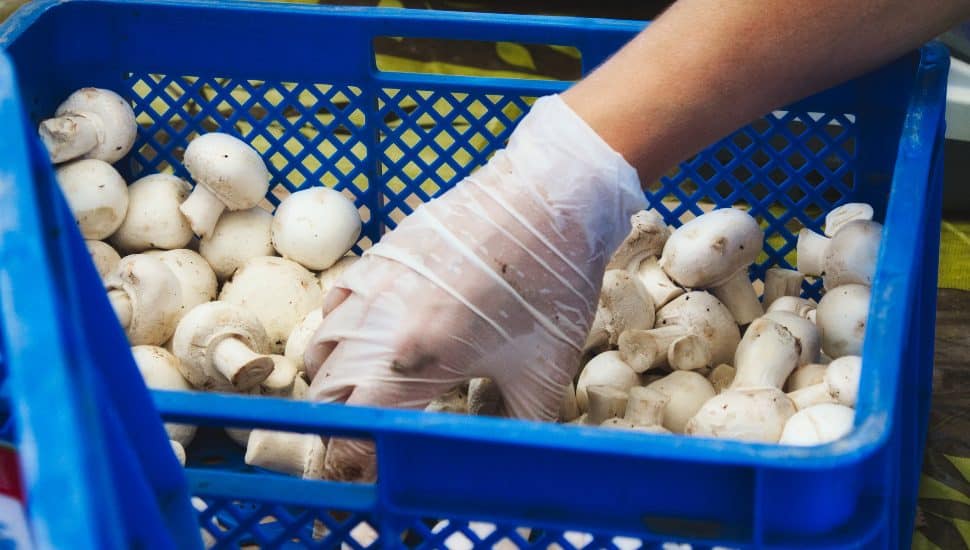A gloved hand grabs mushrooms in a basket.