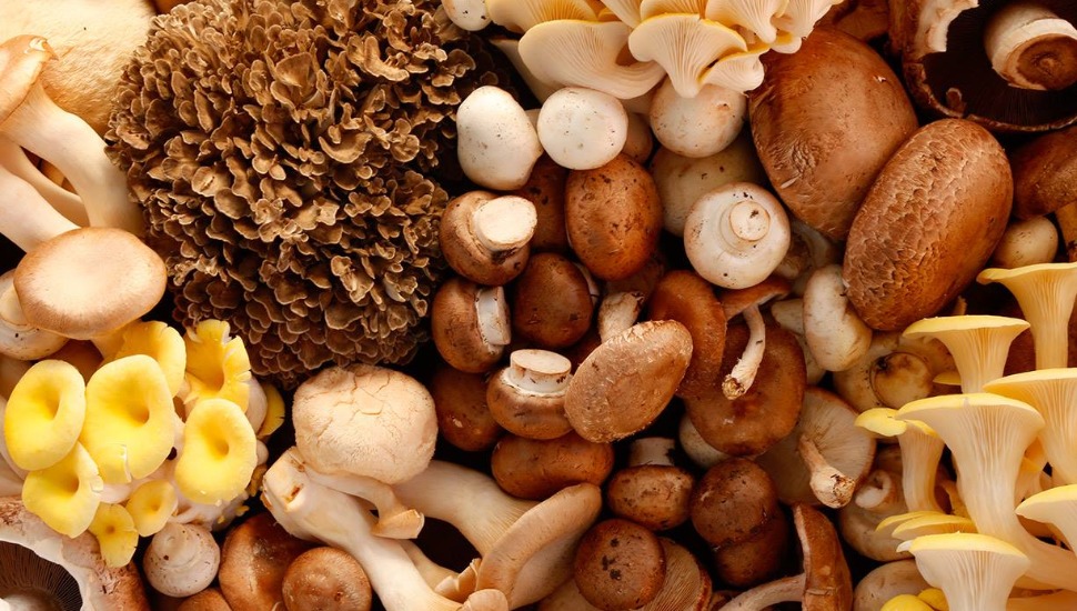 A variety of mushrooms all shown together.