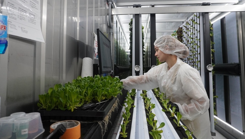 Farm worker grows produce at an indoor farm.