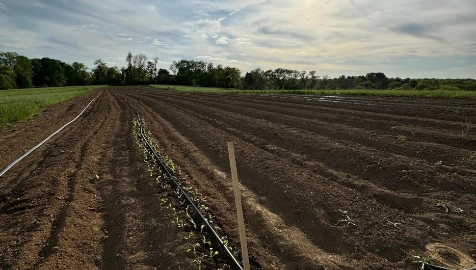 Planted rows in a dirt field.