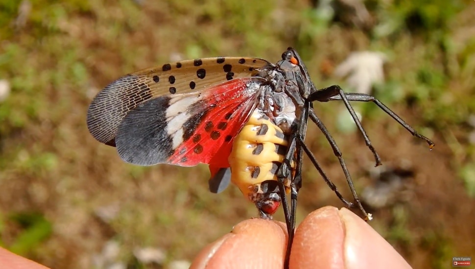 A person holds a red-, grey- and yellow-winged Spotted Lanternfly between their fingers.