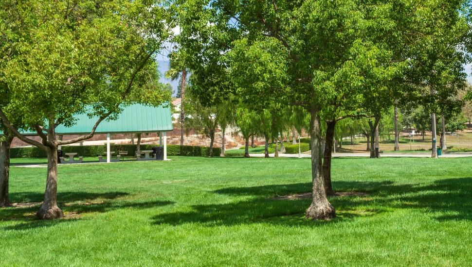Green grass and trees at a park.