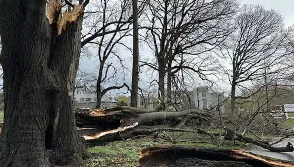 A look at damaged and felled trees at the Scott Arboretum in Swarthmore following a spring storm.