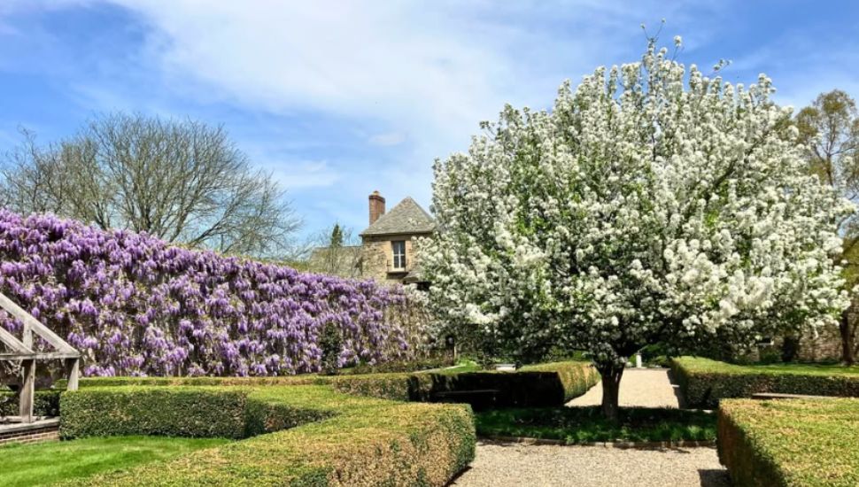 A hedge and tree in bloom at Andalusia House.