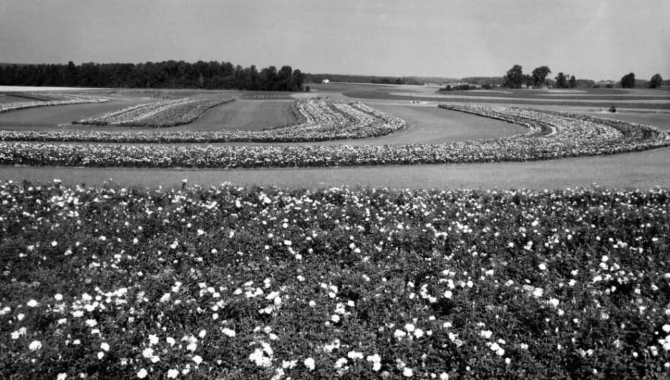 A field of roses at the Conrad Pyle Company.