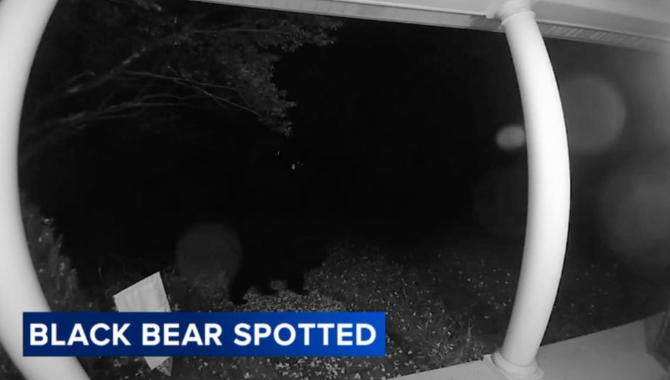 A black bear.