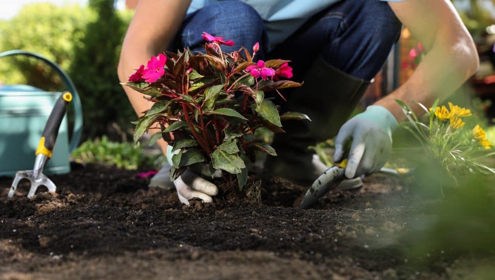 36 Years of Dedication: Wayne Couple Cultivates a Lush, Vibrant Garden Oasis