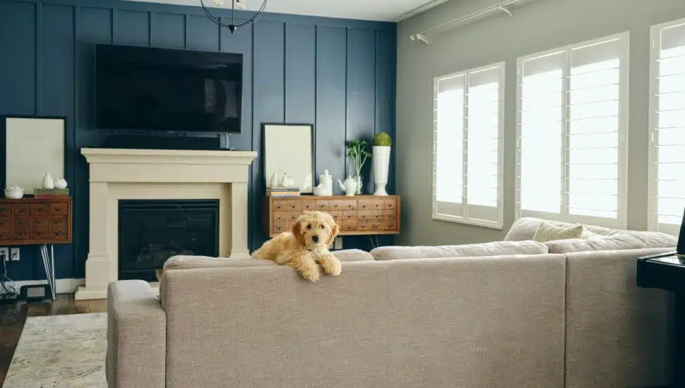 A dog looking over the back of a couch directly at the camera.