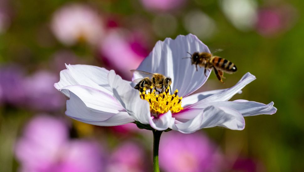 Bees pollinating a flower.