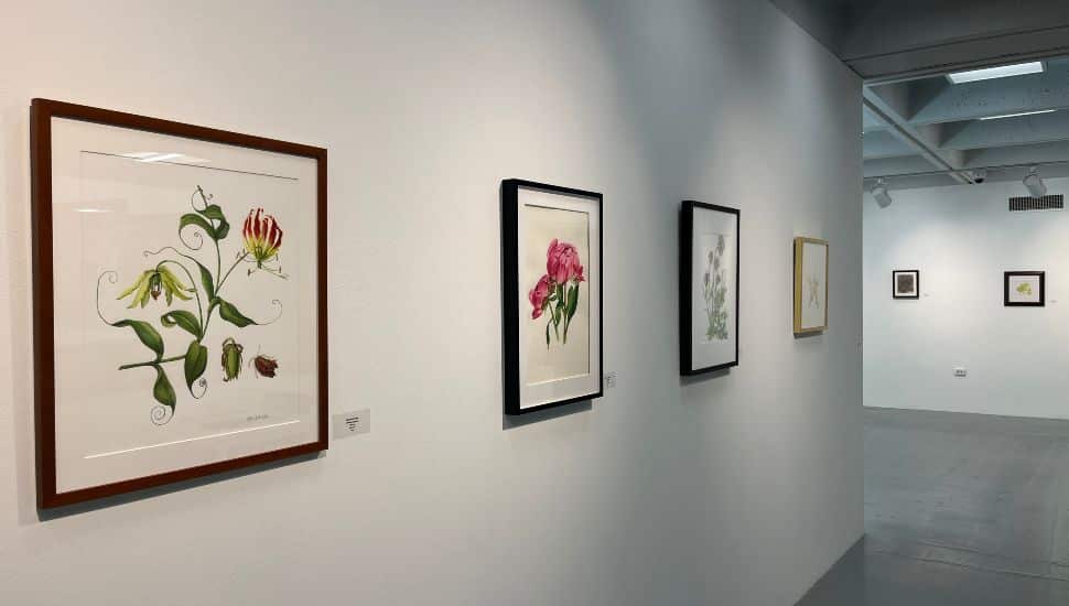 Framed botanical illustrations displayed on a white gallery wall at Delaware County Community College Art Gallery. The foreground features a large illustration of a flowering vine with detailed leaves and insects, followed by additional botanical artworks depicting various flowers and plants. The gallery space is well-lit with track lighting and an open, modern ceiling design. The exhibit showcases work by members of the Philadelphia Society of Botanical Illustrators.