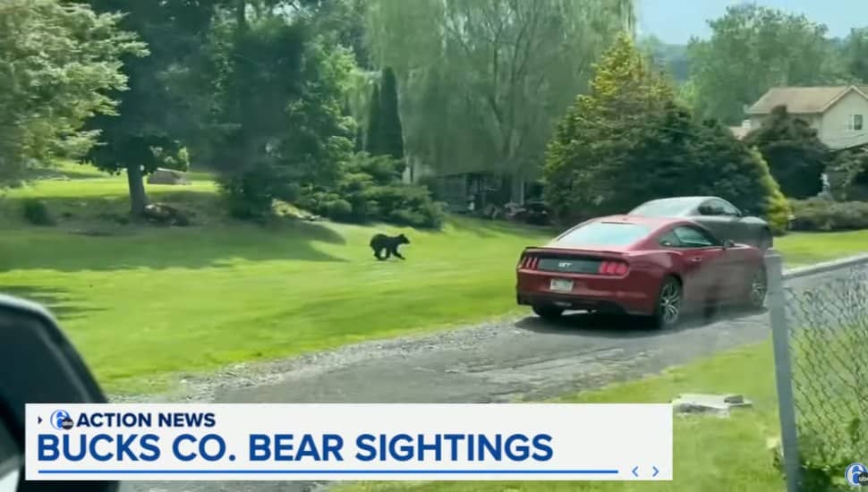 A bear sighting in Bucks County.