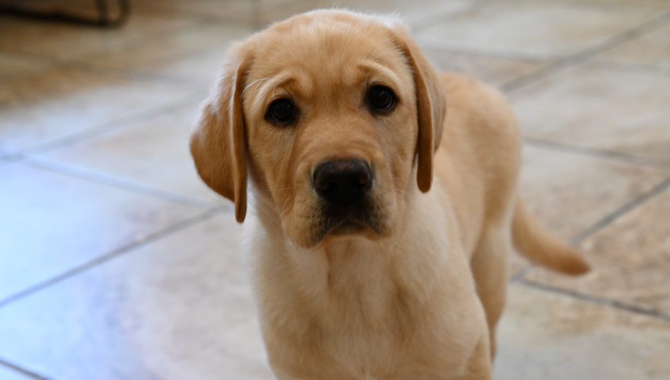 Stanley the service dog.