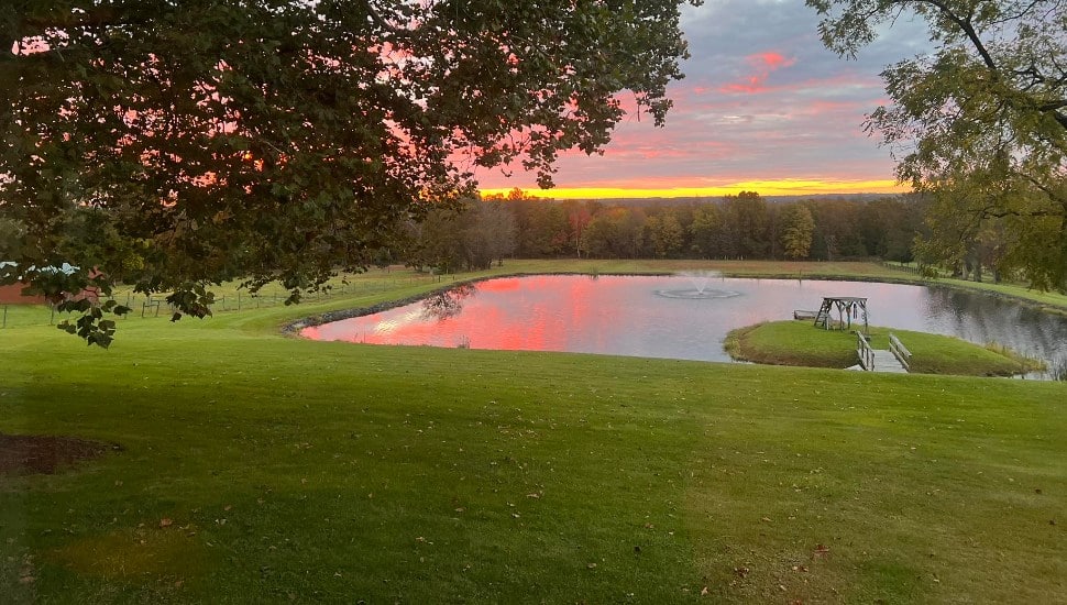 A sunset over a pond with trees and grass.