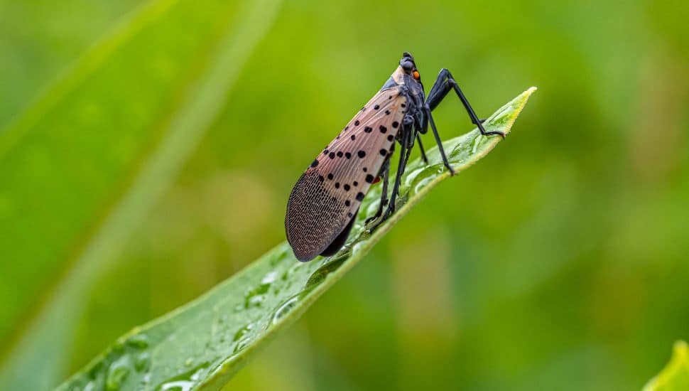 Closeup of a spotted Lanternfly on a plant.